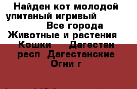 Найден кот,молодой упитаный игривый 12.03.2017 - Все города Животные и растения » Кошки   . Дагестан респ.,Дагестанские Огни г.